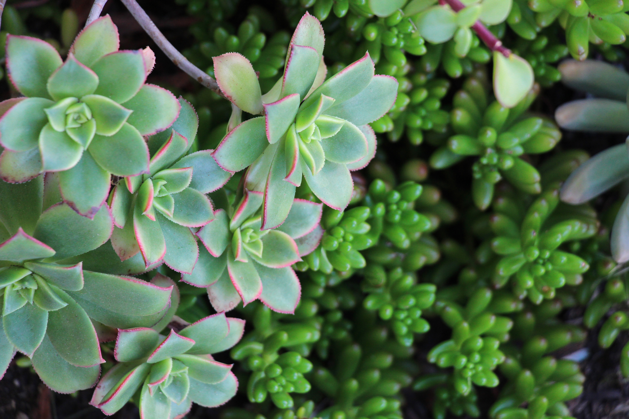 The pointed leaves of this hot pink tipped&nbsp;Aeonium 'kiwi'&nbsp;compliment&nbsp;the thick round leaves of its neighboring Jelly Bean (Sedum 'rubrotinctum') plant.&nbsp;